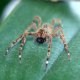 <p>juvenil<br />Loc. French Guyana</p>
<p>Photo and description by Stanislav Macík</p>